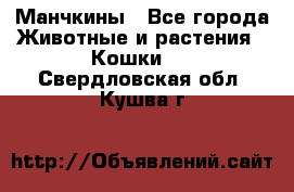 Манчкины - Все города Животные и растения » Кошки   . Свердловская обл.,Кушва г.